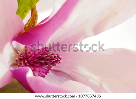 Beautiful Magnolia in pink and white hues, Macro photo. Flower background.