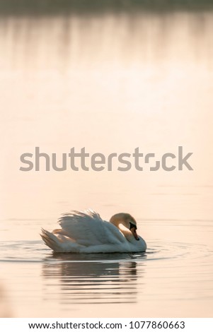 Mute swan,  Cygnus olor,dawn on an Oxfordshire lake,mid spring