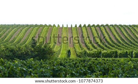 Austrian vineyard in geometric order by lake Neusiedl Royalty-Free Stock Photo #1077874373