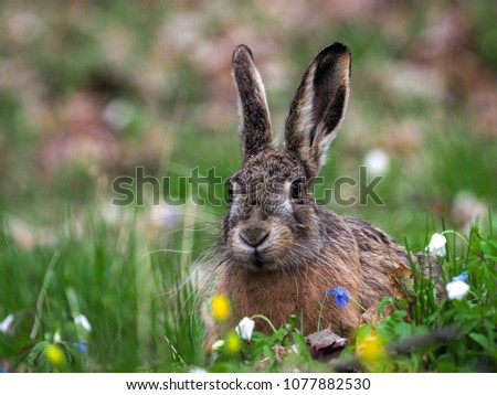 Hare sitting in grass Looking at camera