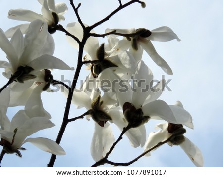 Blooming magnolia in the spring garden on a sunny day