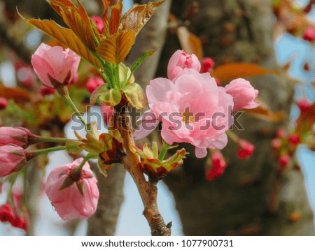 Flowering sakura blossom in a spring garden on a sunny day