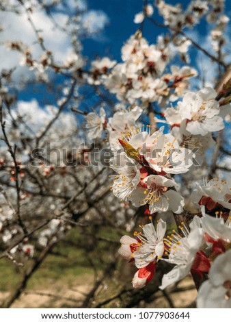 Flowering trees in a spring garden on a sunny day