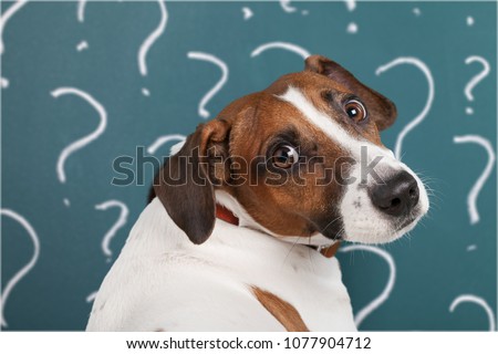 Thinking dog with questions mark