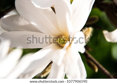 Close-up on a Magnolia stellata flower (star magnolia)