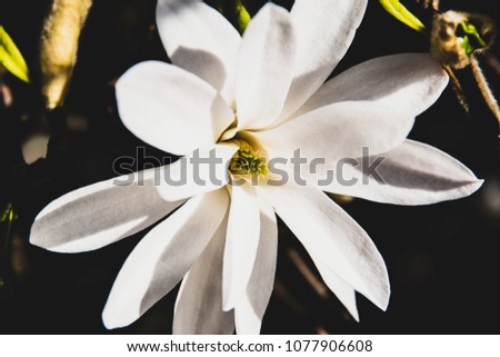 Bright magnolia flower. Magnolia stellate.