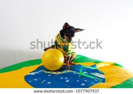 Dog, yellow ball, twisting, brazil.Green yellow dress.White background. Happy dog .Space text.  Royalty-Free Stock Photo #1077907937