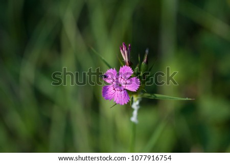 Purple Flower in Focus