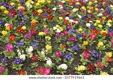 colorful pansies in the park