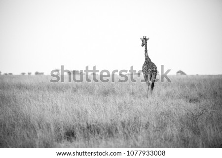 Giraffe in the safari