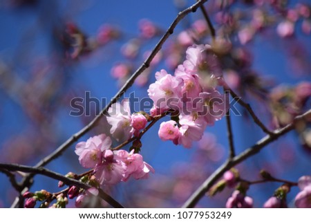 Sakura tree flowers