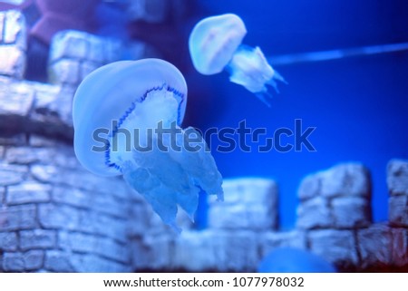 Jellyfish and Underwater Castle. Clear water