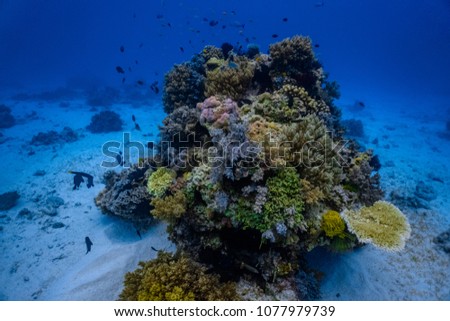 Beautiful and colorful corals in a shallow reef