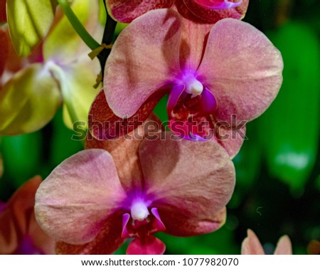 Moth Orchids or Phalaenopsis orchids flowers