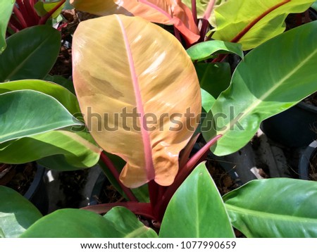 Ornamental plant for home and garden decoration, tree leaf texture background