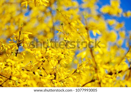 Yellow blooming forsythia closeup picture