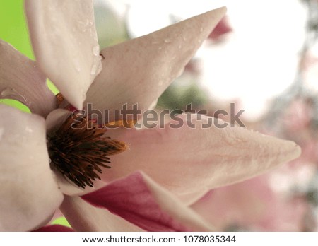 magnolia flower pink with grass and tree blossom background horizontal photograph. 
