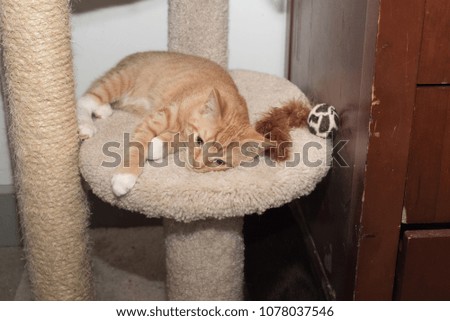 Small Orange kitten sleeping on cat tree. White paws