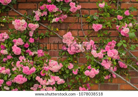 Full blooming of Pretty Pale Pink Climbing Rose with red brick wall background.
Beautiful Sweet Rambling Rose Flower (Rosa Super Fairy, Mannington Mauve Rambler) in Uminonakamichi garden,Fukuoka,Japan Royalty-Free Stock Photo #1078038518