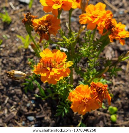 Common double orange marigold, genus Tagetes, or  species Calendula officinalis brighten up the autumn garden with   daisy-like flowers with ray and disc florets   in yellow, orange,  brownish red.