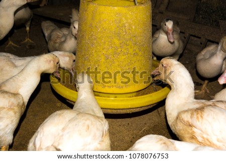 Blurry muscovy duck or barbary duck in farm 
