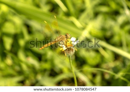 
Blurred dragonfly is on the flower in the green pasture.
