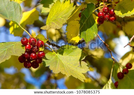 fruits of hawthorn. a thorny shrub or tree of the rose family, with white, pink, or red blossoms and small dark red fruits haws. Native to north temperate regions, it is commonly used for hedges.