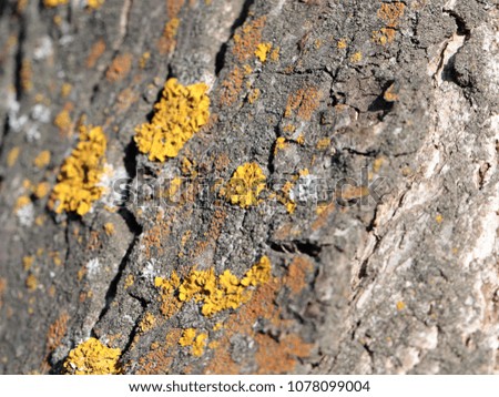 lichen and moss on the bark of the old tree