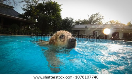 Golden Retriever Puppy Exercises in Swimming Pool (Underwater View) Royalty-Free Stock Photo #1078107740