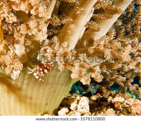 A tiny red and white crab habitat at young finger leather coral (cauliflower coral) in the sea