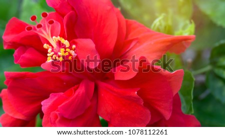 Soft red petals cover around stamen and pistil of red Hawaiian hibiscus or called in other name are Shoe flower, Chinese rose, plant for gardening design ,closeup photo