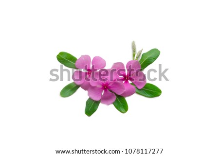  Madagascar periwinkle, Vinca,Old maid, Cayenne jasmine, Rose periwinkle.
pink flower on white background Royalty-Free Stock Photo #1078117277