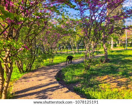 A dog walking along a path in the park in sunny day. Spring weather, sunny sky, flowering trees in the village. Beautiful blossom tree. Nature scene with sun in sunny day.