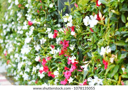 Selective focus image of oblique white and pink flowers with green leaves wall for natural background. 