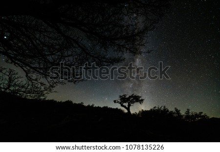 View of the tree and the Milky Way in the national park Los Glaciares at night. Autumn in Patagonia, the Argentine side