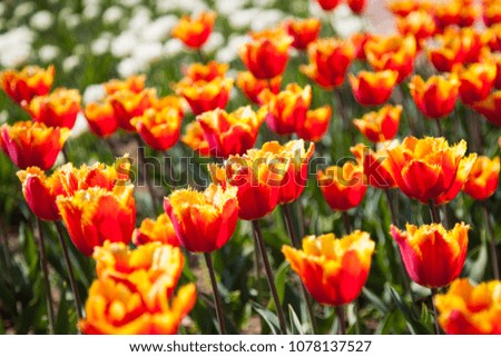 Blooming beautiful tulips flowers in the garden. Park outdoors. Nature backgrounds