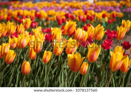 Blooming beautiful tulips flowers in the garden. Park outdoors. Nature backgrounds