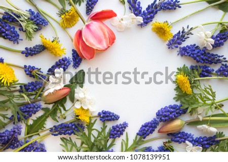 background with spring flowers. Muscari, dandelions, tulips on white background