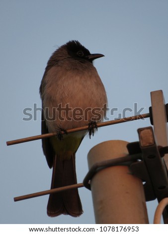 African bul bul perched on antenna.