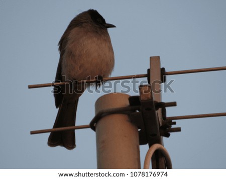 African bul bul perched on antenna.