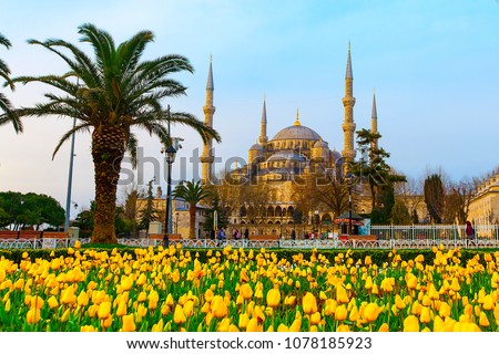 The Blue Mosque, (Sultanahmet Camii) with yellow tulips, Istanbul, Turkey. Royalty-Free Stock Photo #1078185923