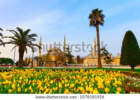 The Blue Mosque, (Sultanahmet Camii) with yellow tulips, Istanbul, Turkey. Royalty-Free Stock Photo #1078185926