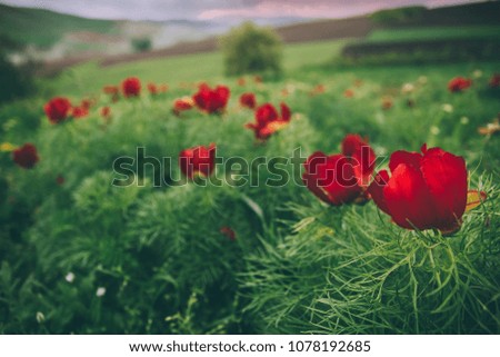 
Beautiful landscape with steppe peonies after rain. Unique place in Europe. The only place where these flowers grow is in Transylvania, Romania. 