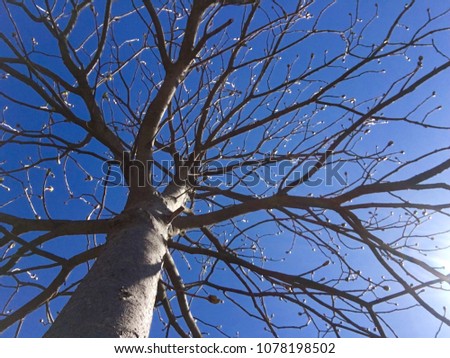 Bare tree branches reaching into the sky