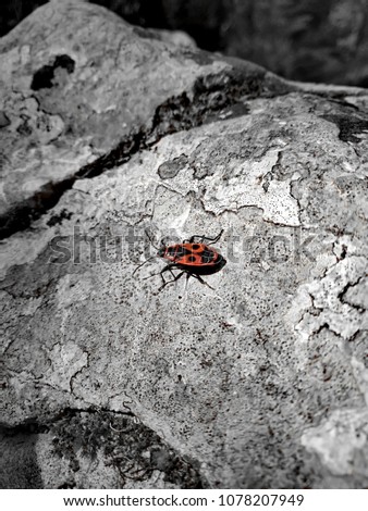 The red bedbug is a soldier on a rock.