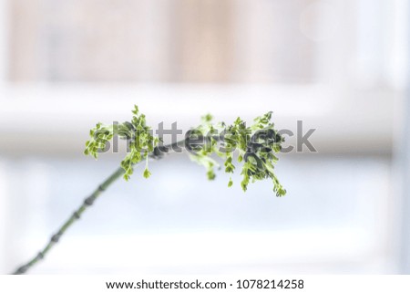 branches and fresh herbs