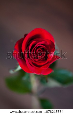 Beautiful red rose close-up. One Rose.