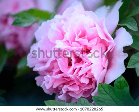 Peony in the park