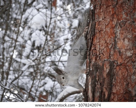 grey squirrel in winter forest
