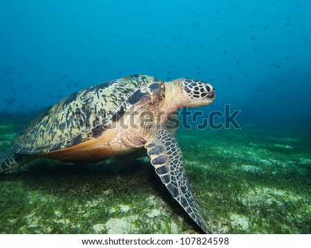Turtle deep underwater on seaweed bottom